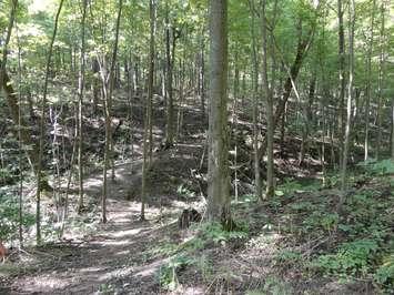 Warbler Woods, located near Commissioners Road West in London, ON. (Photo via ontariossouthwest.com)