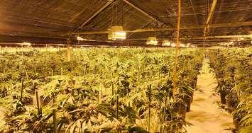 Marijuana plants seized by Norfolk County OPP. Photo courtesy of OPP.