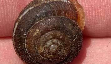 Shagreen snail. Photo courtesy of the Upper Thames River Conservation Authority.