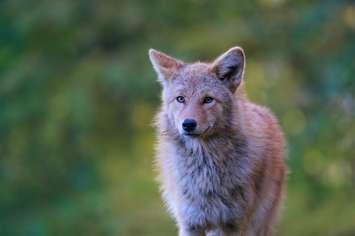 Coyote (Image courtesy of 	Siva Kumar Nimmadala/Getty Images)