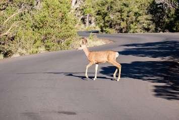 A deer crossing a roadway. File photo courtesy of © Can Stock Photo / haveseen