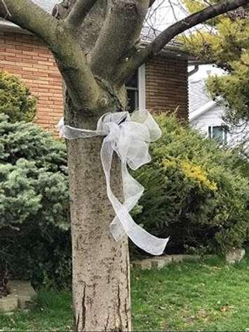 White ribbon at Tracy Weber's house showing support for front line health care workers. April 6, 2020. (Photo via Tracy Weber)