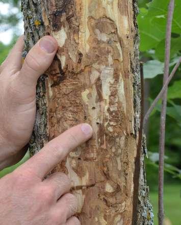 Ian Jean, Forestry and Land Stewardship Specialist with Ausable Bayfield Conservation Authority (ABCA) points out exit holes on an Ash Tree, indicating the invasive Emerald Ash Borer has infested this tree (Photo courtesy of ABCA)
