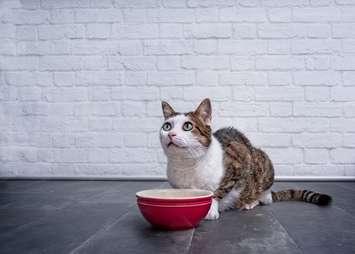 A cat waits for its food dish to be filled. File photo courtesy of © Can Stock Photo / Lightspruch.