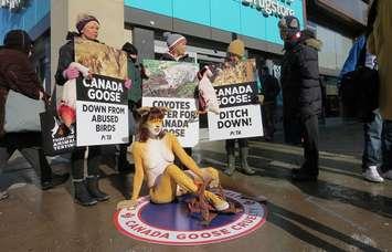Animal rights activists with PETA protest the use of down and fur by Canada Goose at Richmond St. and Dundas St., January 30, 2018. (Photo by Miranda Chant, Blackburn News)