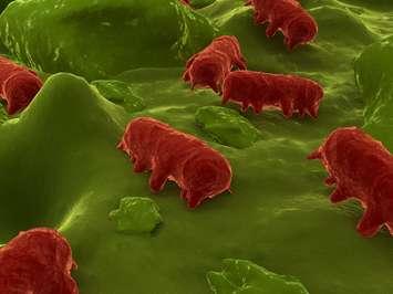 3D rendering of salmonella bacteria courtesy of © Can Stock Photo Inc. / Eraxion