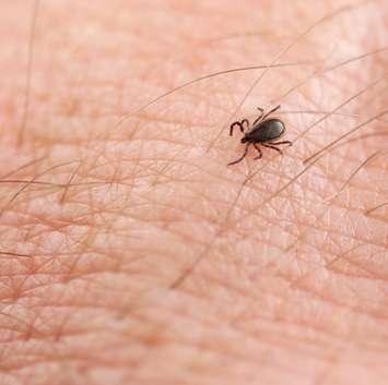 Photo of blacklegged tick courtesy of © Can Stock Photo Inc. / epantha