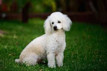File photo of a poodle. (Photo courtesy of © Can Stock Photo / dimarik)