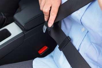 Driver buckling seat belt file photo courtesy of © Can Stock Photo / RTimages