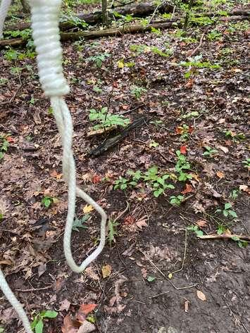 A noose found in Warbler Woods in London, September 7, 2020. (Photo courtesy of Sara MacDonald via Twitter)