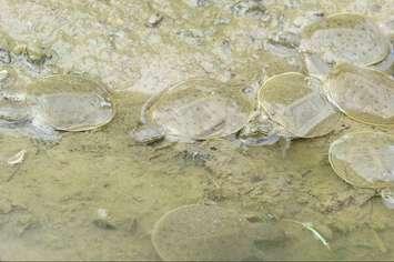 Spiny Softshell turtles in the Thames River. Photo courtesy of the Upper Thames River Conservation Authority.