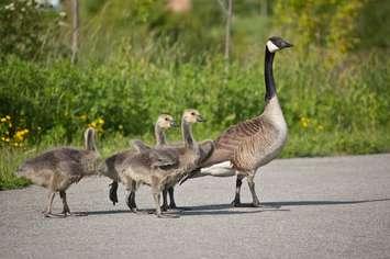 File photo of a Canada goose and three goslings. Photo courtesy of © Can Stock Photo / BrianGuest