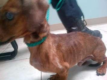 A starving dog seized from a London home. Photo courtesy of London Humane Society. 