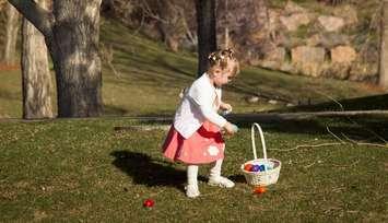 Little girl looks for Easter eggs. Photo courtesy of © Can Stock Photo / urbanlight
