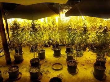 Marijuana plants seized from a home on St. Clair Cr. Photo from London police.