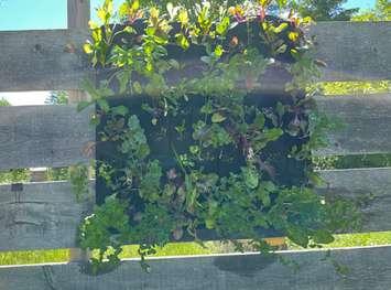A vertical garden or green wall. Photo courtesy of Food Bank Co-Executive Director Glen Pearson.