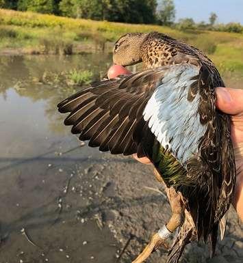 A Blue-Winged Teal duck. Photo courtesy of the City of London.