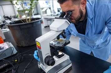A man uses a microscope to analyze cannabis in the Cannabis Applied Science program at Fanshawe College. Photo courtesy of Fanshawe College. 