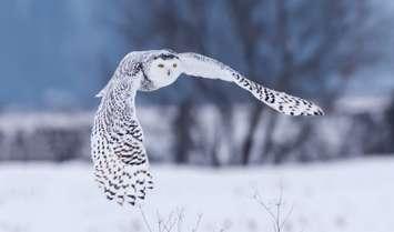 Snowy Owl (Courtesy of the Nature Conservancy of Canada, Photo by FotoRequest_Shutterstock)