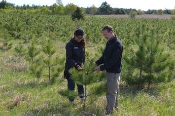 Wade Knight and Azra Fazal of Forests Ontario survey a tree planting operation. (Photo courtesy of Forests Ontario)