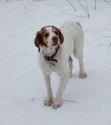 Max, a Brittany spaniel stolen from a Huron St. plaza, has been reunited with his owner. Photo courtesy of London police.