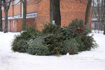 Discarded Christmas trees. Photo courtesy of © Can Stock Photo / axelbueckert.