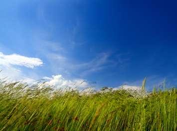Windy grass. (Photo by © Can Stock Photo / Mik122)