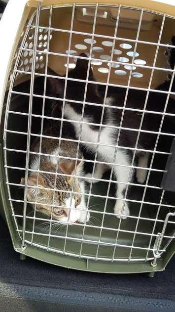 Kittens rescued from burlap sac. Photo courtesy of Woodstock Police Service. 