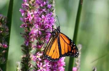 A monarch butterfly. (File photo by Blackburn Media)