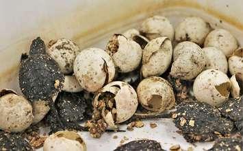 Snapping turtle hatchlings. Photo courtesy of the Upper Thames River Conservation Authority.