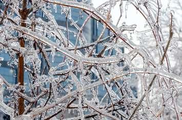 Freezing rain on tree branches. Photo courtesy of © Can Stock Photo / Pavels